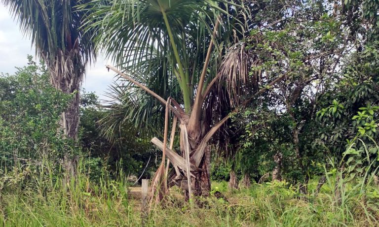 afstandbeheerde grassnyer wat in palmboomplantasies gebruik word